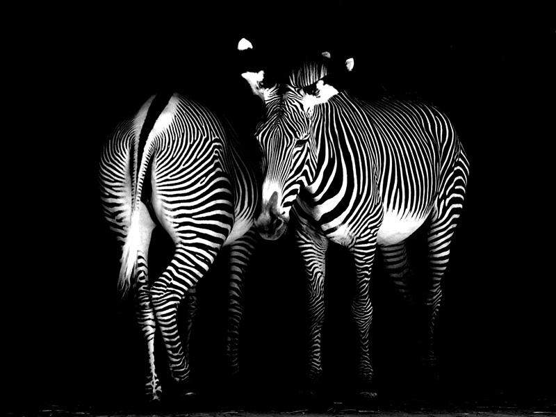 Bachmann Walter - Zebra