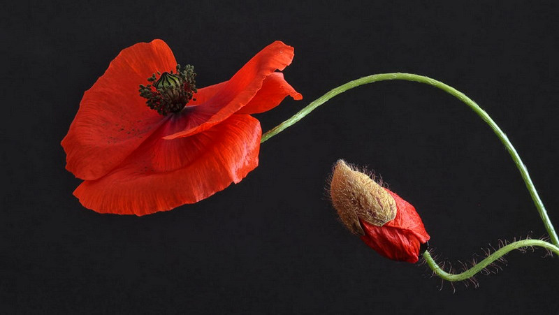 Erika Tanzer - Klatschmohn Erika Tanzer - Klatschmohn