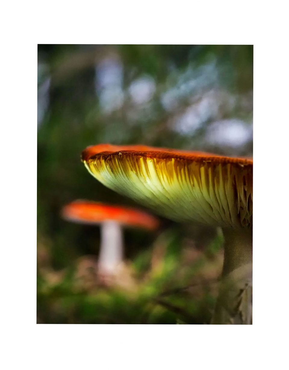 03 14 Wendl Christine amanita muscaria 03 14 Wendl Christine amanita muscaria