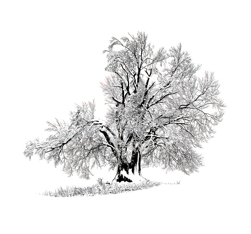 Platz 1 · Gabler Martin lonelyWintertree