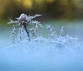 Müller Michael - Silberdistel im Morgenfrost